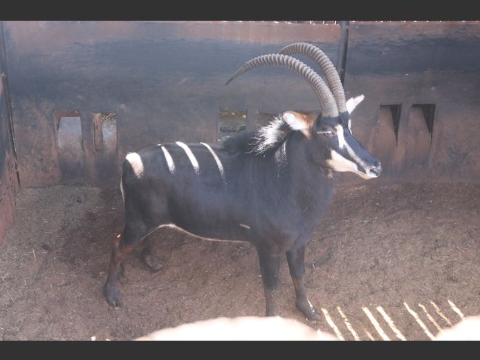 SABLE