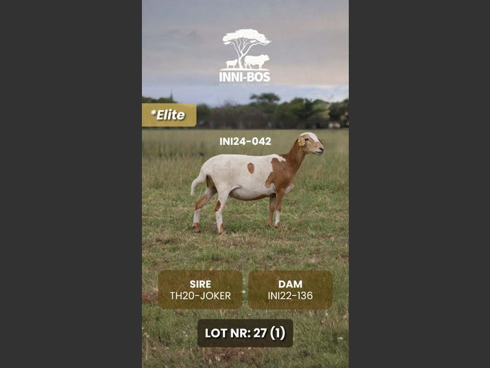 INI24-042 *Elite