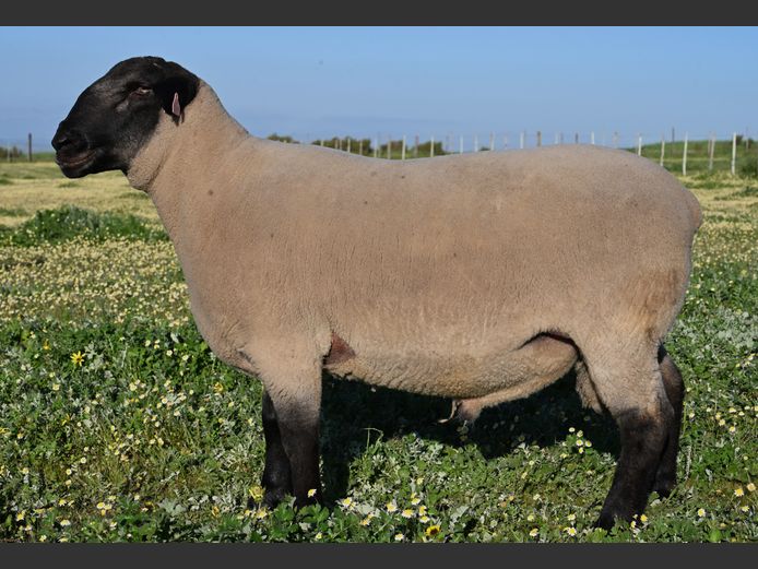 375 250040 | VREDESIG FORBES
