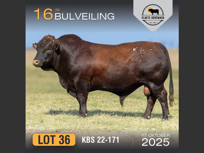 KBS 220171 | KAMEELDORING BONSMARA