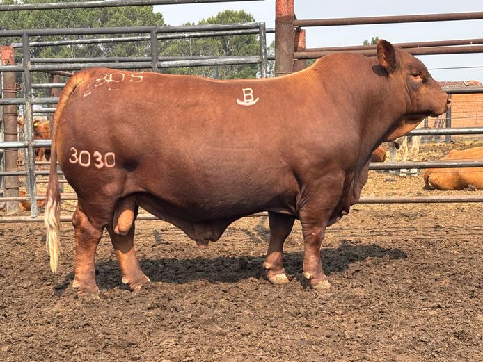 SEMEN | BOS233030