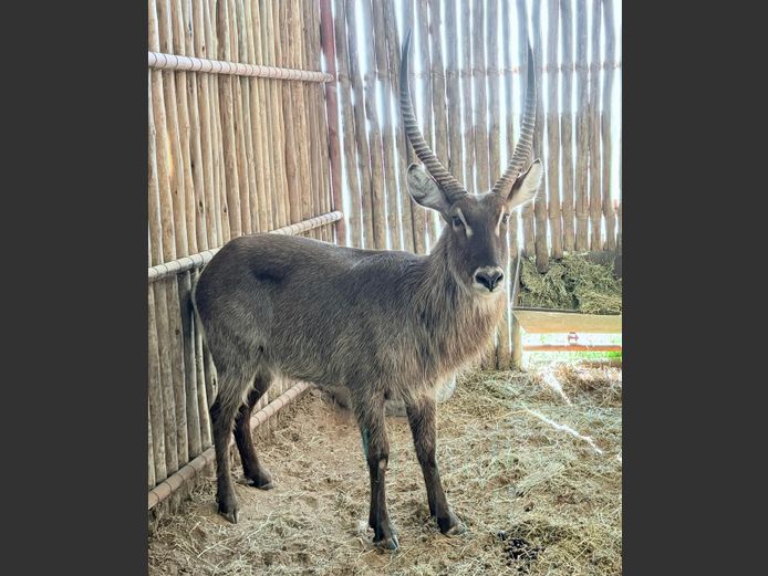 Waterbok Bul