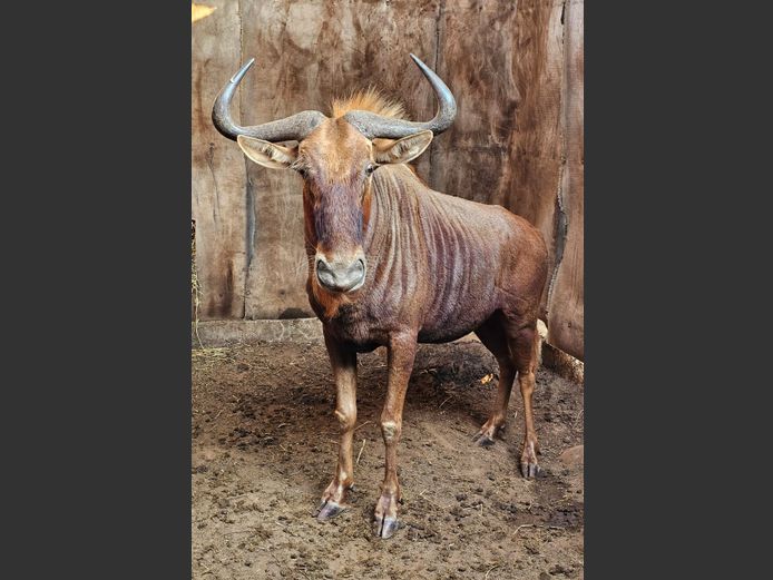 GOUE WILDEBEES | SCHOEMAN BOERDERY