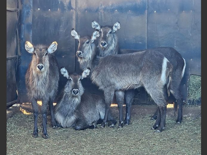 WATERBUCK | PWAB BDY