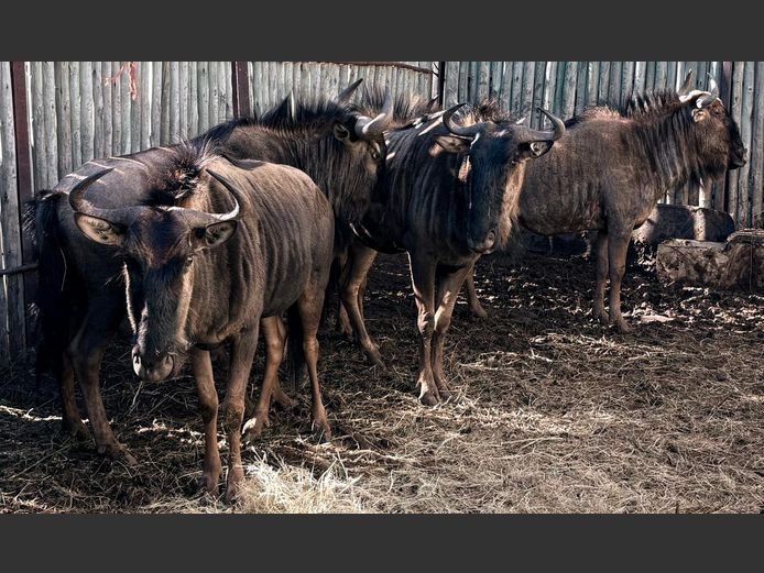 Blouwildebeeste (Volwasse)