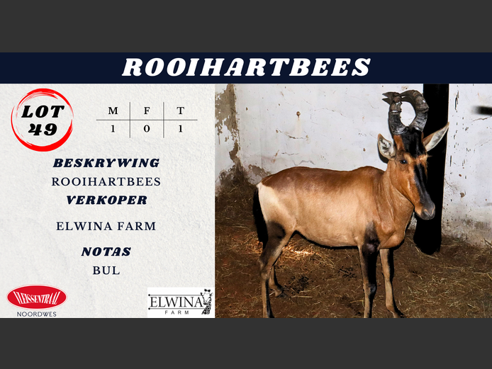 ROOIHARTBEES