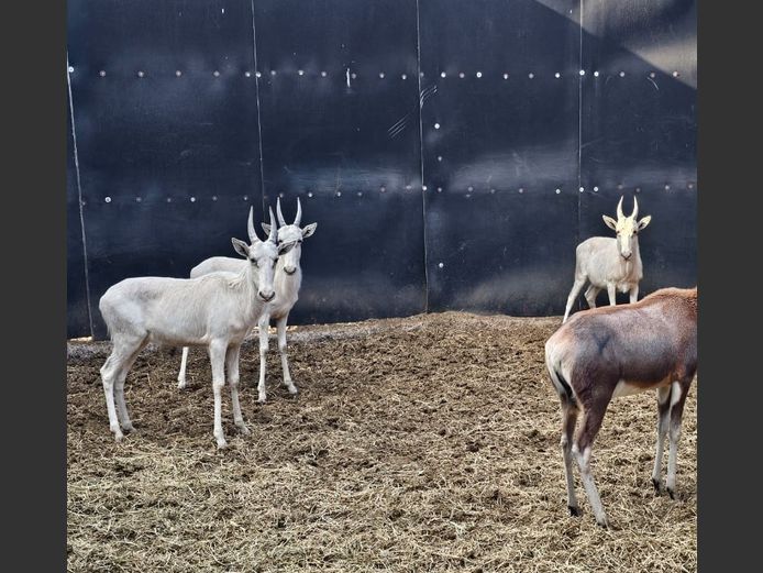 WHITE BLESBOK | D.J. GROVE
