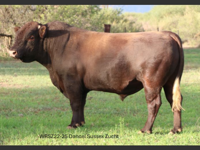 WRSZ22-0025 | DANCEL SUSSEX ZUCHT