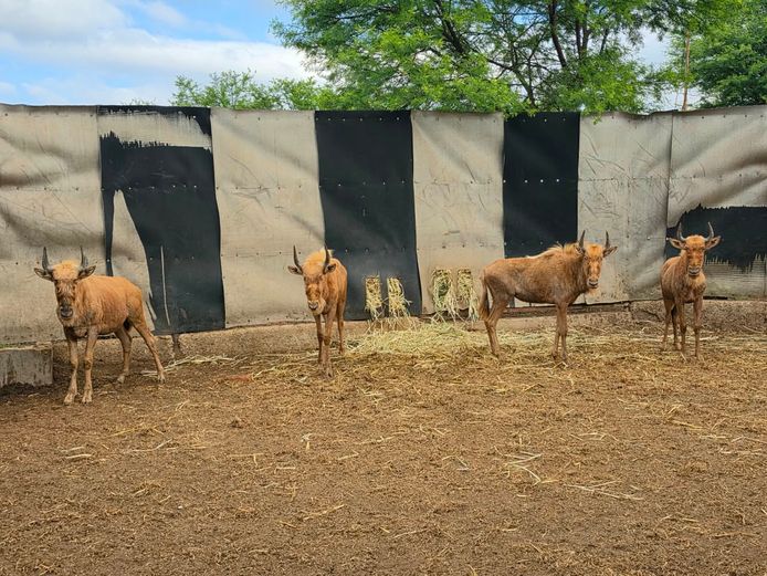 GOUE WILDEBEES | 3x DRIEFONTEIN BOERDERY
1 x BUFFELSPOORT