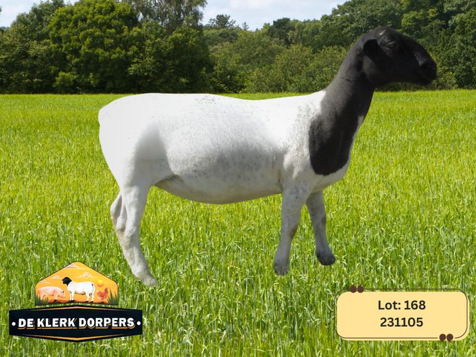 231105 | DE KLERK DORPERS