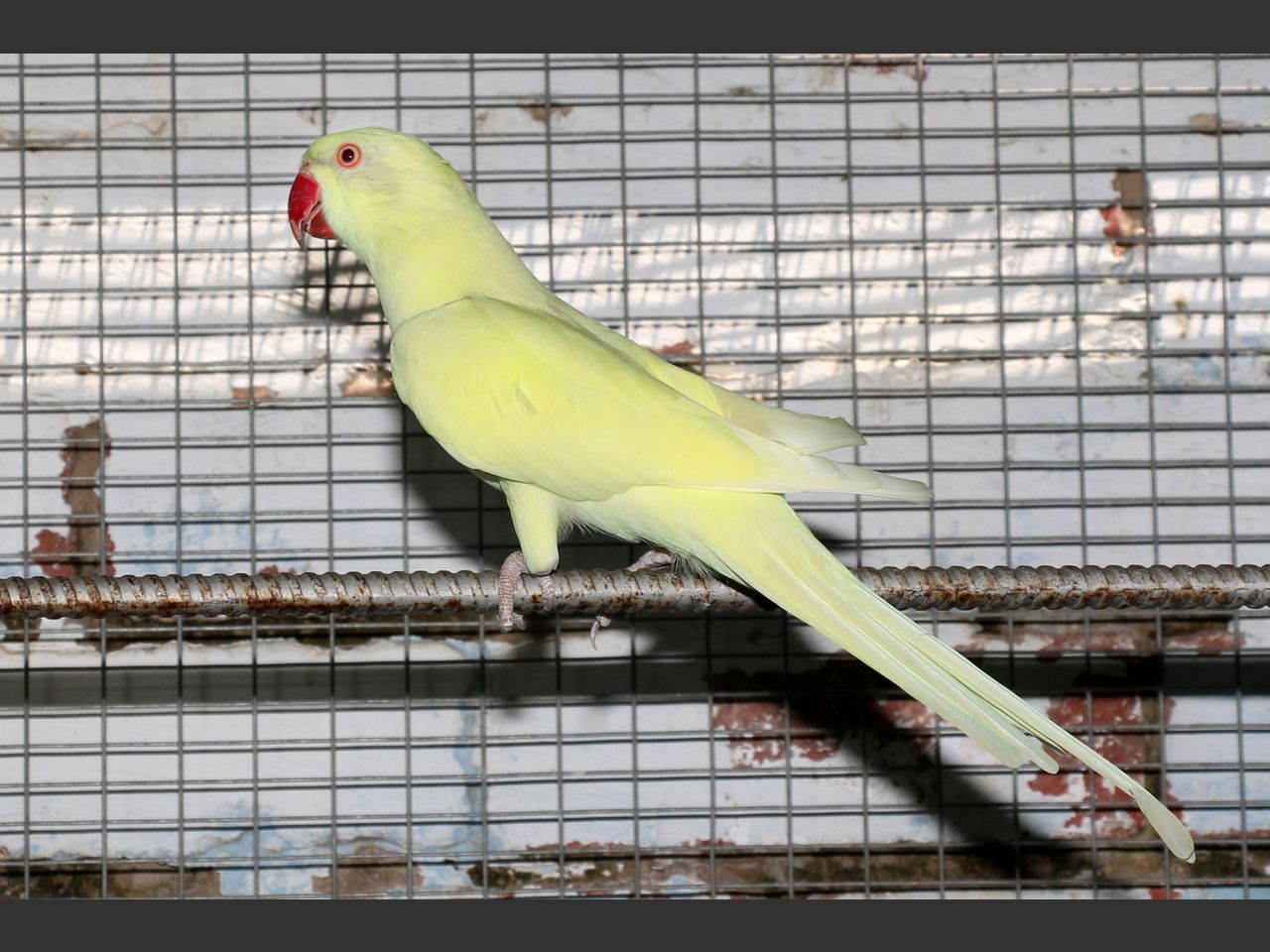 images