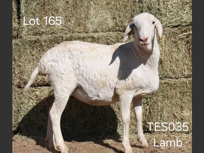 TES033 | TES038 | TES034 I SPANGENBERG