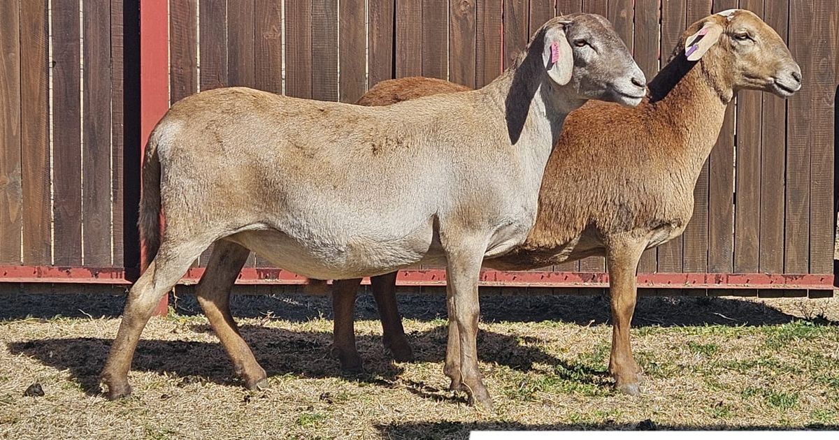 Lot 159A | NASIONALE MEATMASTER OOIVEILING | SwiftVEE | South Africa’s ...