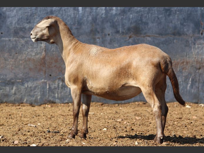 CRL 24.678 | Riaan Liebernberg - Hanri Meatmasters