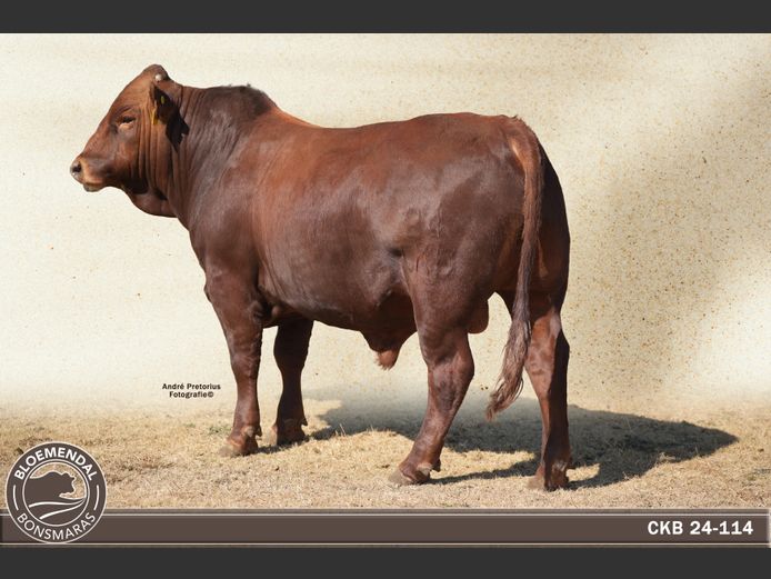 CKB 240114 | CHRIS KRUGELL BLOEMENDAL