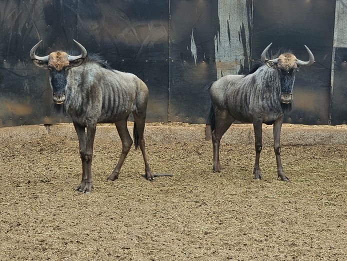 BLUE WILDEBEEST | HARLOU