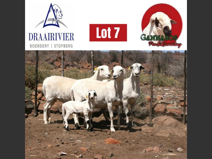 NS23-474 | Draairivier Boerdery