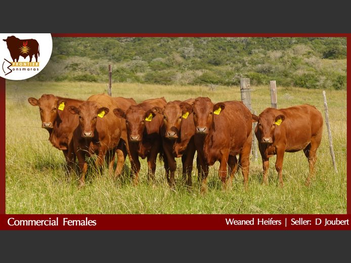 Commercial Animals | D Joubert