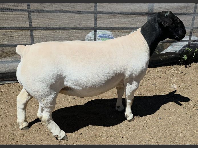 770 24 0100 | Mickey Phillips  Dorpers