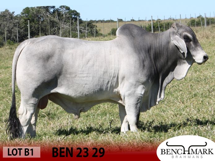 BEN2329 | NO 8 CATTLE COMPANY (PTY) LTD