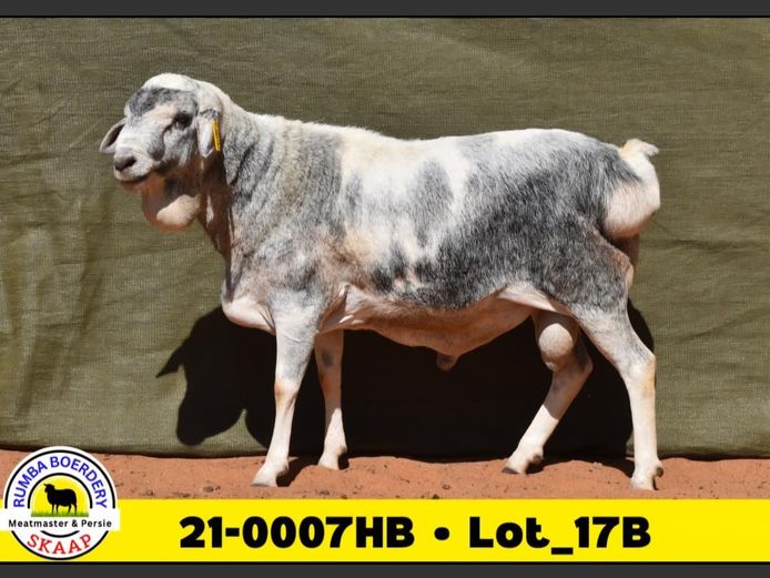 21-0007HB | RUMBA PERSIE