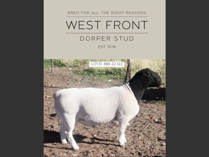 888 22 0122 | West Front Dorpers