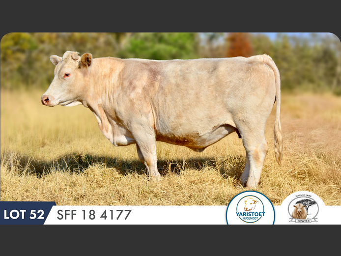 SFF184177 HH | YARI STUD