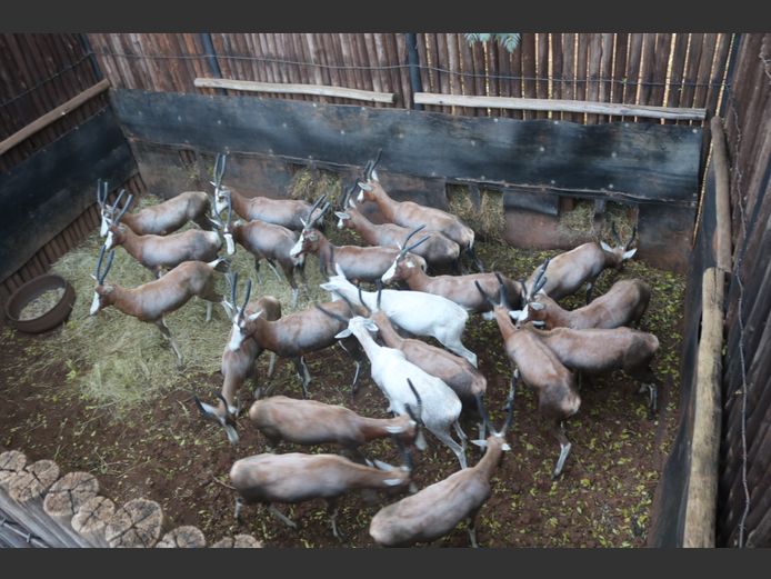 Blesbokke