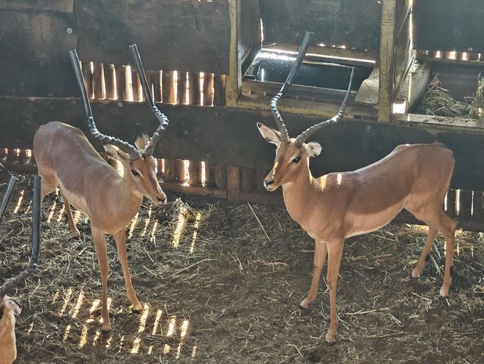 IMPALA | KOLOBE WILDLIFE