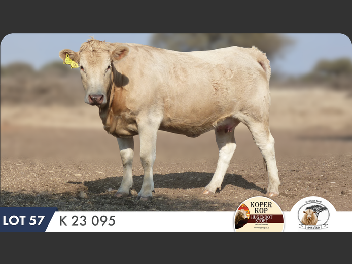 K230095 | KOPERKOP HUGENOOT STOET