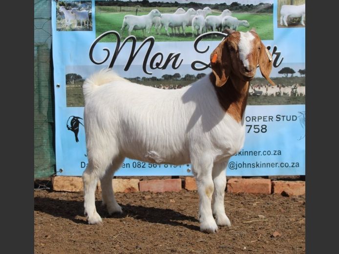 Ewes | Mon Desir Boergoats