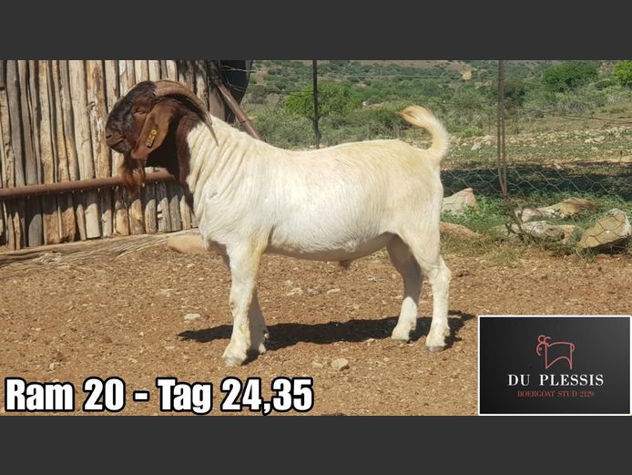 24035 | Du Plessis Boerbokstoet