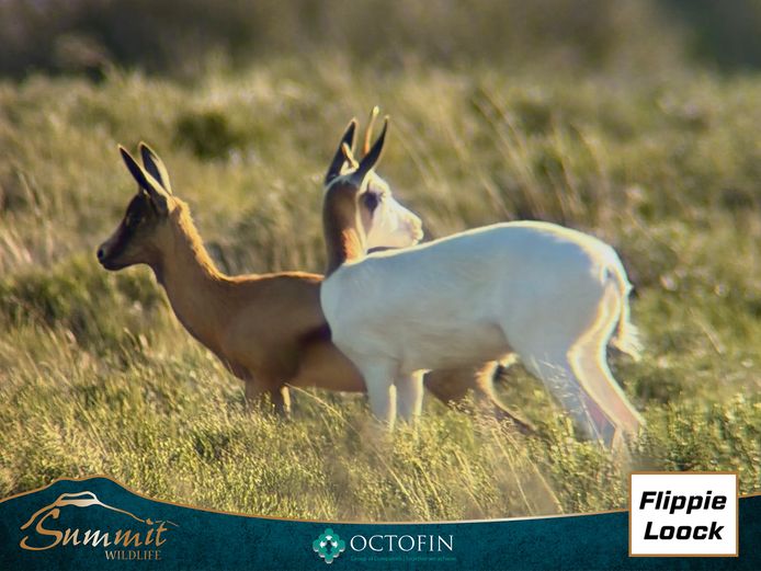BOTTERKOP KING SPRINGBOK EWES