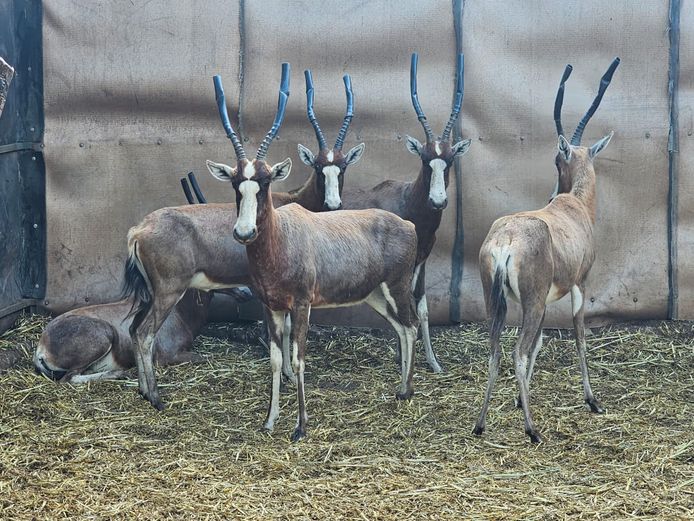 BLESBUCK | PRINS GAME