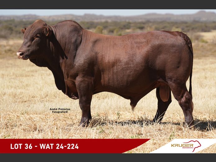 WAT240224 | KRUGER BOERDERY