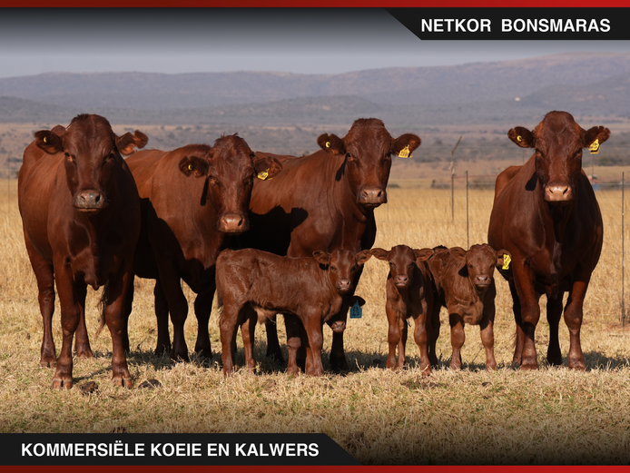 Commercial Animals | Netkor