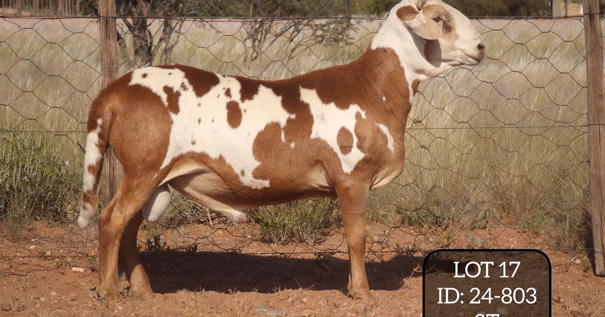 Lot 17 | BETHAL & DANKBAAR MEATMASTER PRODUCTION AUCTION | SwiftVEE ...