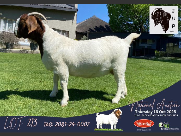 2081-24-0007 | Jaques Potgieter (JUP Boerbokstoet)
