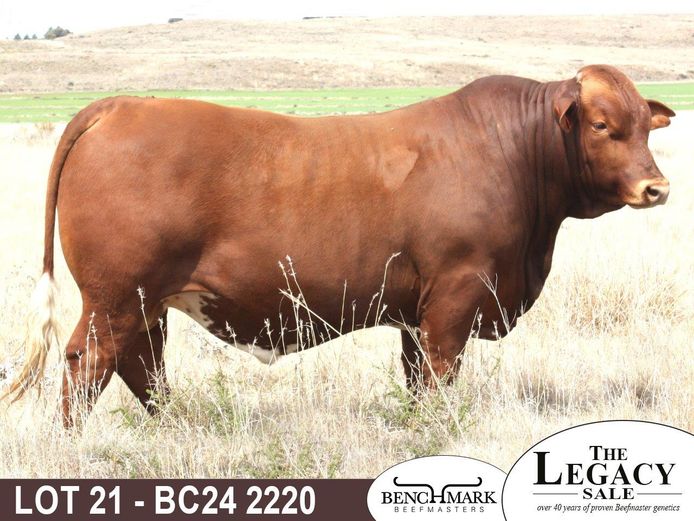 BC242220 | NO 8 CATTLE CO (PTY) LTD