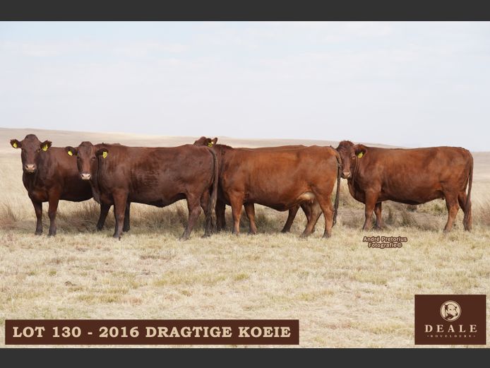 Dragtige Koeie