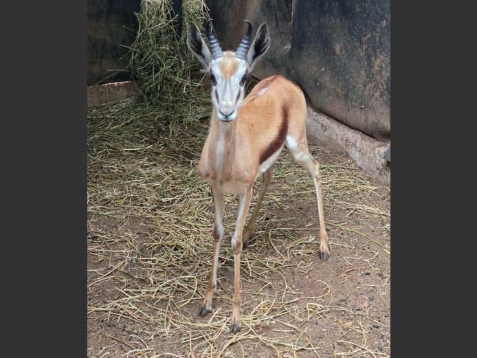 SPRINGBOK | DERICK JORDAAN