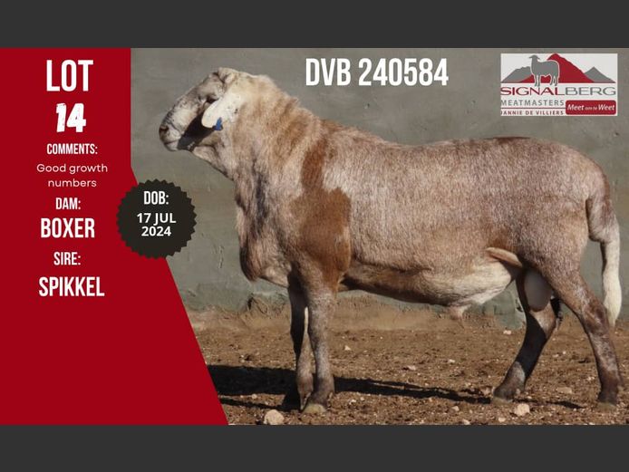 DVB 240584 | Signalberg Meatmasters