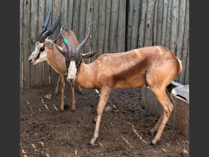 Koper Springbok Jagram
