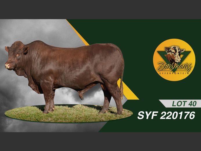 SYF220176 | SYFERFONTEIN BOERDERY