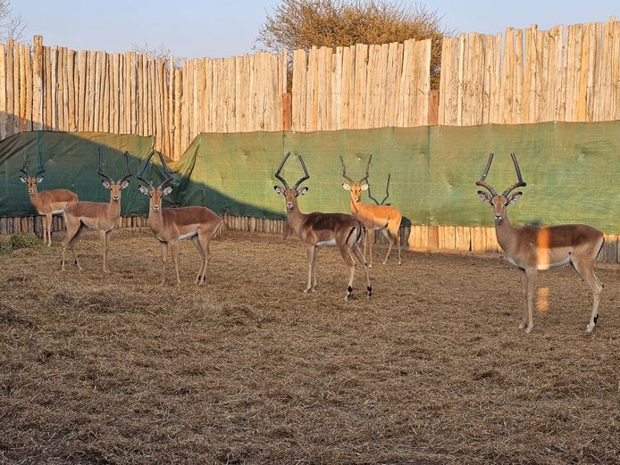 IMPALA | 3 x BIG HORN | 3 x NOVAVEN				