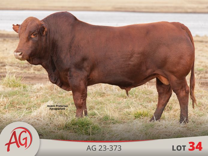 AG230373 | ARTHUR DE VILLIERS & SEUN