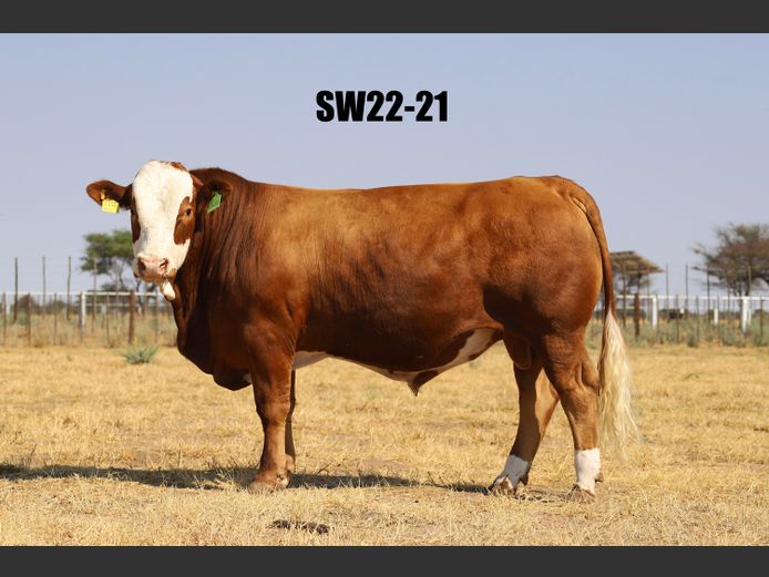 SW2221 | PROMATRIA BUSCHBRUNN STUD