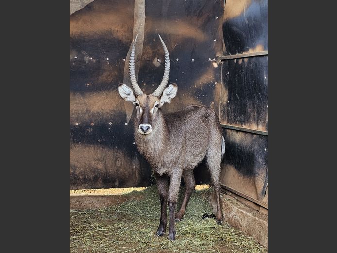 WATERBUCK | NWH