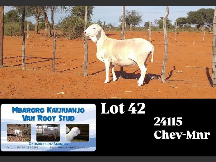 24115 | MBARORO KATJIUANJO VAN ROOY STUD