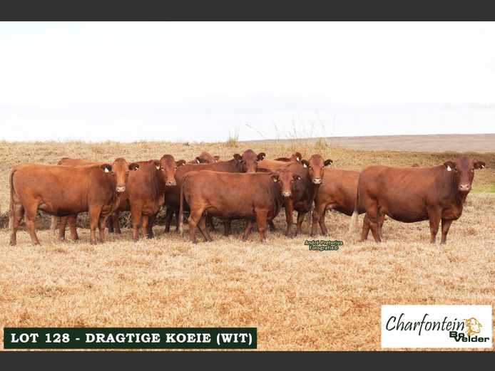 Dragtige koeie